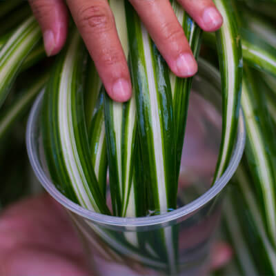 Cleanliness and Hygiene